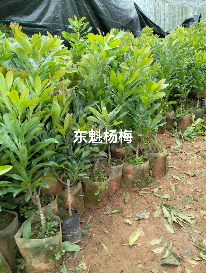 景观工程设计中的常见误区与正确路径