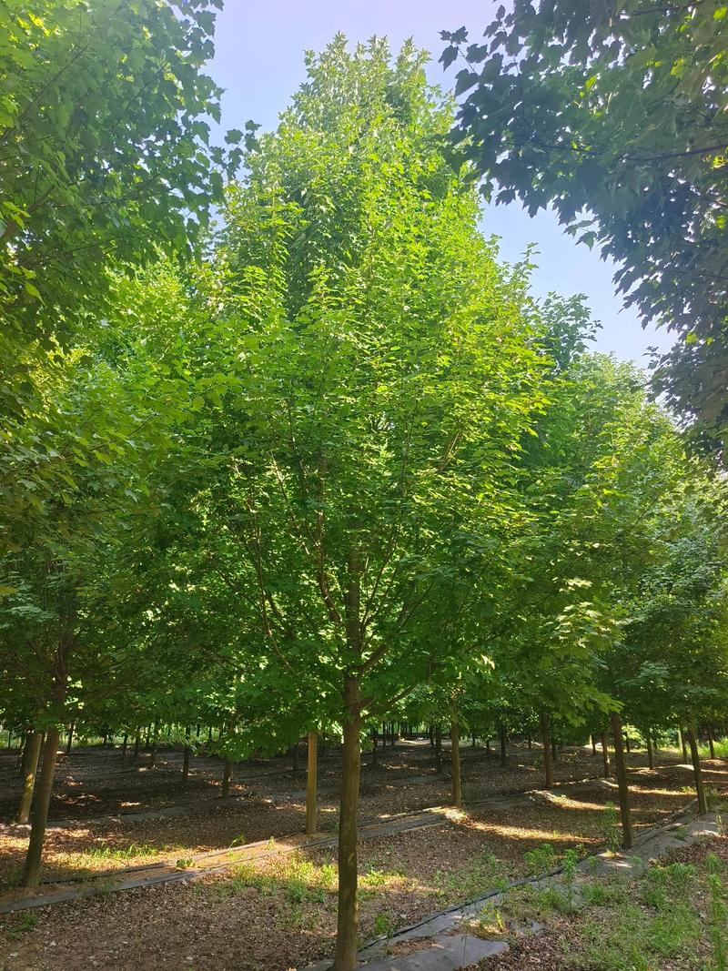 绿化苗木批发