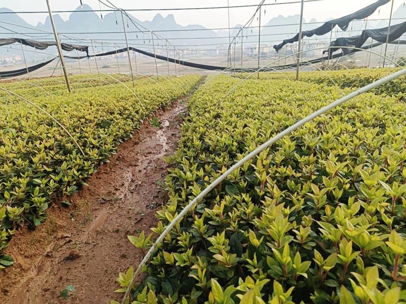屋顶花园设计：打造城市绿洲的秘密