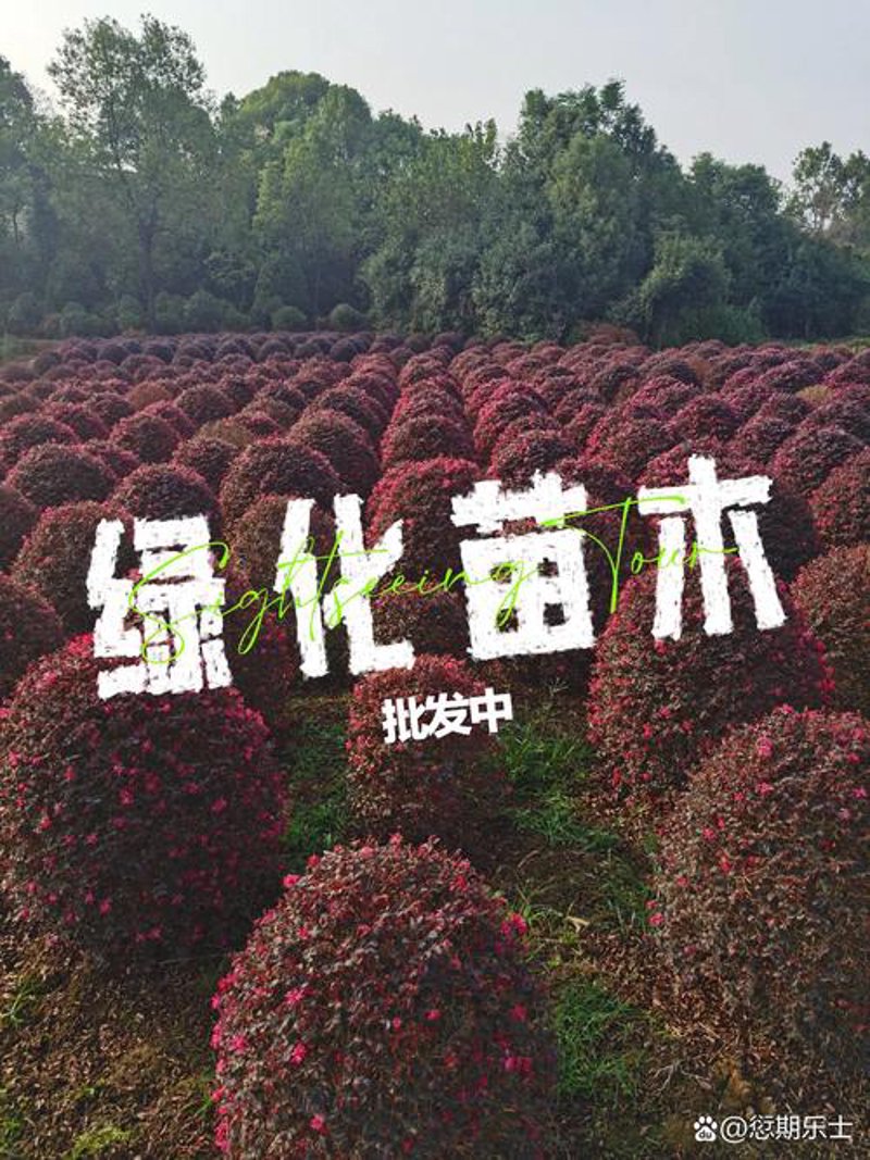 园林绿化设计选购指南